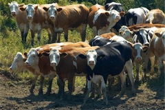cows small
